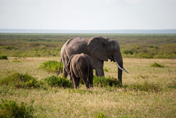 Fototapeta premium Amboseli elephants