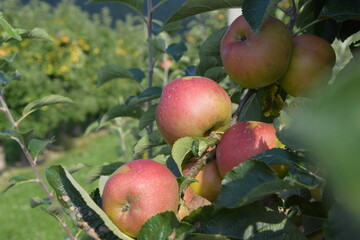 Äpfel auf der Plantage
