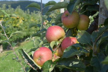 Äpfel auf der Plantage