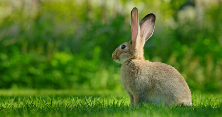 Portrait of a cute long-eared rabbit on a sunny green lawn.