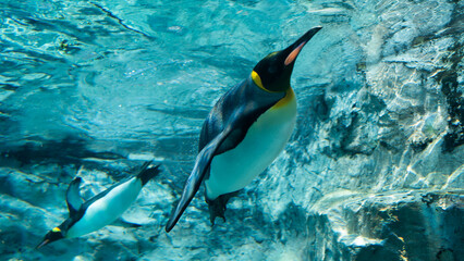Two King penguins gracefully swimming underwater in a clear aquarium showcasing their streamlined bodies and vibrant colors in Asahiyama Zoo, Hokkaido, Japan © MergeIdea