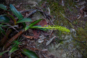 Korowal/Mt Solitary traverse in Blue Mountains National Park