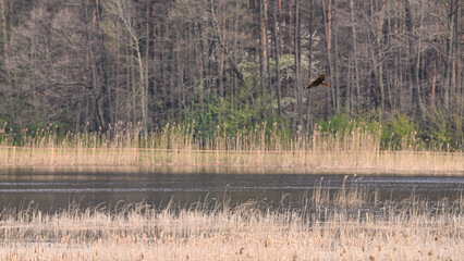 Ptak drapieżny z rodziny myszołowów, myszołów bagnisty, podchodzi do ładowania w gnieździe na brzegu bagna  © Paweł Kacperek