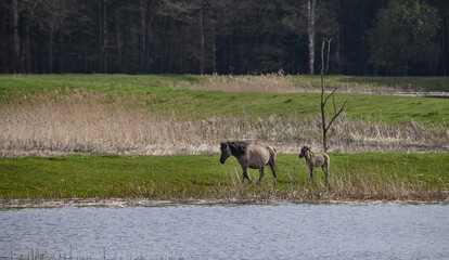 Dzikie konie przewalskiego wolno żyjące w środowisku naturalnym. Piękno przyrody i dzikie zwierzęta  © Paweł Kacperek
