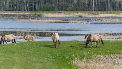 Stado dzikich koni spokojnie pasące się nad brzegiem jeziora, koniki polskie.  © Paweł Kacperek