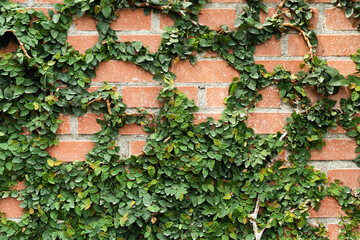 Closeup of a red brick wall background covered in lush green climbing vines creating a natural and textured appearance