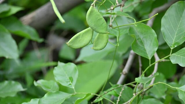 Millettia pinnata fruits. It&nbsp;is a species of tree in the pea family Fabaceae. Its other names  Pongamia&nbsp;pinnata, Indian beech&nbsp;and&nbsp;Pongame oiltree. Oil is extracted from its seeds. Ayurvedic medicine.