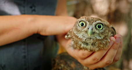 A person holds a small owl with wide, curious eyes.