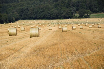 Ernte auf einem Feld