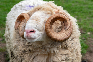 A close-up of whiteface woodland sheep with beautiful ram horns heavily spiraled.