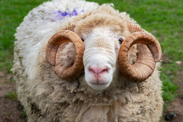 A close-up of whiteface woodland sheep with beautiful ram horns heavily spiraled.