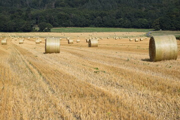 Ernte auf einem Feld