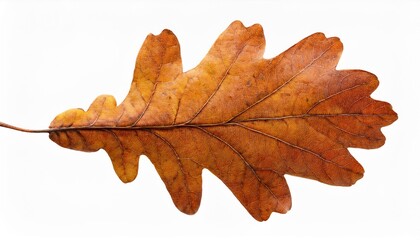 Fototapeta premium Autumn dry oak leaf isolated on transparent background