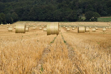 Ernte auf einem Feld