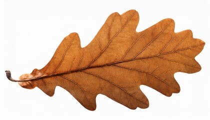 Obraz premium Autumn dry oak leaf isolated on transparent background