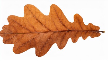 Obraz premium Autumn dry oak leaf isolated on transparent background