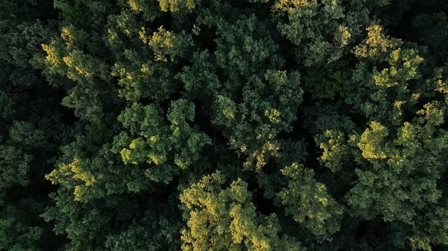 texture video of forest in summer at sunset. trees tops in histmic spacing of the oak itself. looking straight down at areas of tropical forest