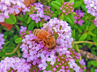 タイムの蜜を吸うミツバチ