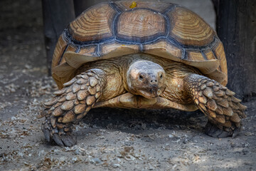 African spurred tortoise walks on the ground toward the camera lens. Close-up sulcata tortoise.