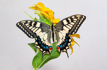 Farfalla