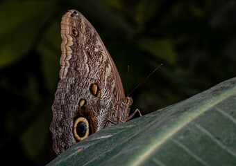 Fototapeta premium Farfalla