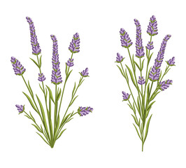 Naklejka premium Lavender flowers set. French Provence floral herbs with purple blooms. Botanical vector illustration isolated on white background.