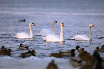 Wild swans spend the winter on the river in a big city.