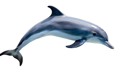Dolphin Png Mammal on a isolated on white background. Generative AI.