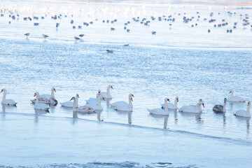 Wild swans spend the winter on the river in a big city.