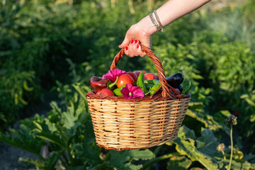 Concept of a woman picking vegetables from the garden. Various vegetables in a basket.