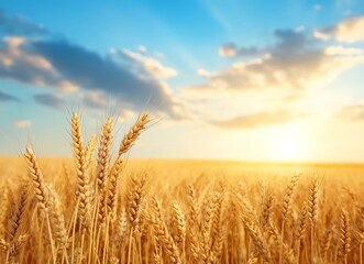 Naklejka premium Golden wheat field with a beautiful sky and clouds