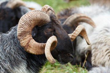 Close-up portrait of a horned sheep