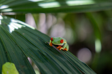 A striking redeyed tree frog perched on a vibrant green leaf in Costa Ricas rainforest showcases the allure of this colorful amphibian, mesmerizing nature enthusiasts and wildlife lovers