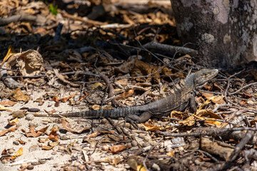 In Costa Ricas vibrant ecosystem, a wild iguana blends into the forest floor, surrounded by dried leaves and tree roots. This habitat supports diverse wildlife thriving in rich biodiversity