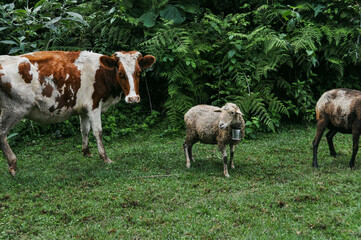Cow and Sheep in Nijigari Forest 2