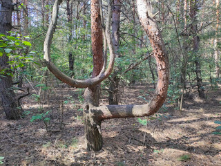 crooked tree. tree with unusual branches. unusual pine. crooked pine branches. strange forest.