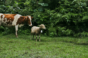 Cow and Sheep in Nijigari Forest 1