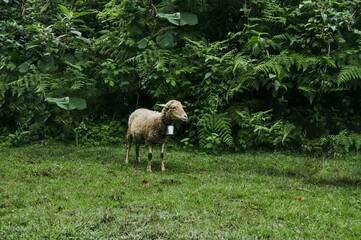 Fototapeta premium Sheep in Nijigari Forest 