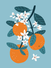 Stylish orange flowering branch vector illustration. Citrus poster design. Fruit t-shirt print on blue background.