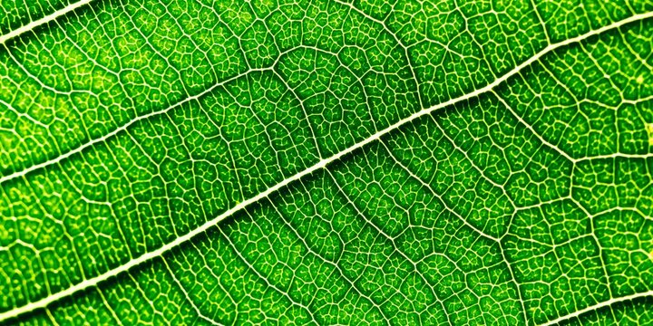 Abstract pattern texture background and nature background can be used as a background for banners and others