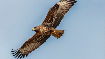 Common buzzard soaring, transparent PNG 