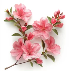 Azalea isolated White Background  