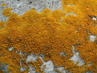 Caloplaca marina is a marine lichen growing on coasts, enduring salt and environmental factors, providing key ecological information.