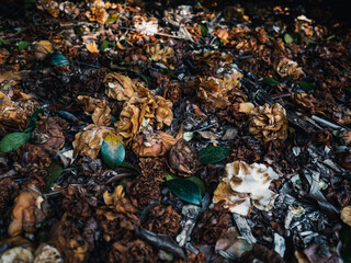 Wilted flowers on the ground