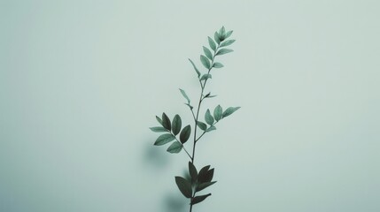 Obraz premium A minimalistic shot of a fresh green leaf branch against a serene pale green background, conveying simplicity and tranquility.