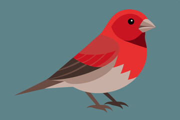 Finch Bird vector art and illustration