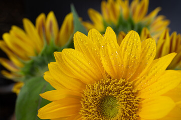 yellow sunflower closeup