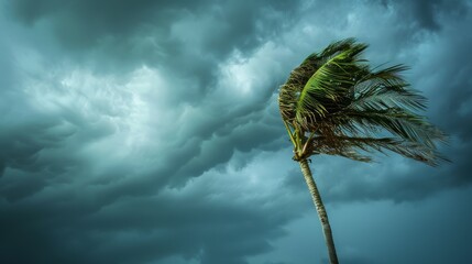A lonely palm tree bends against a dramatic sky filled with dark, swirling storm clouds, capturing nature's raw power.
