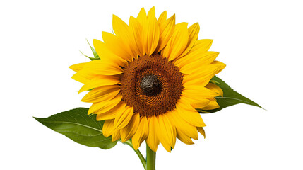 Obraz premium A bright sunflower with large, yellow petals set against a solid png background.