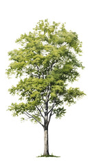 Fototapeta premium trees On a pure png background